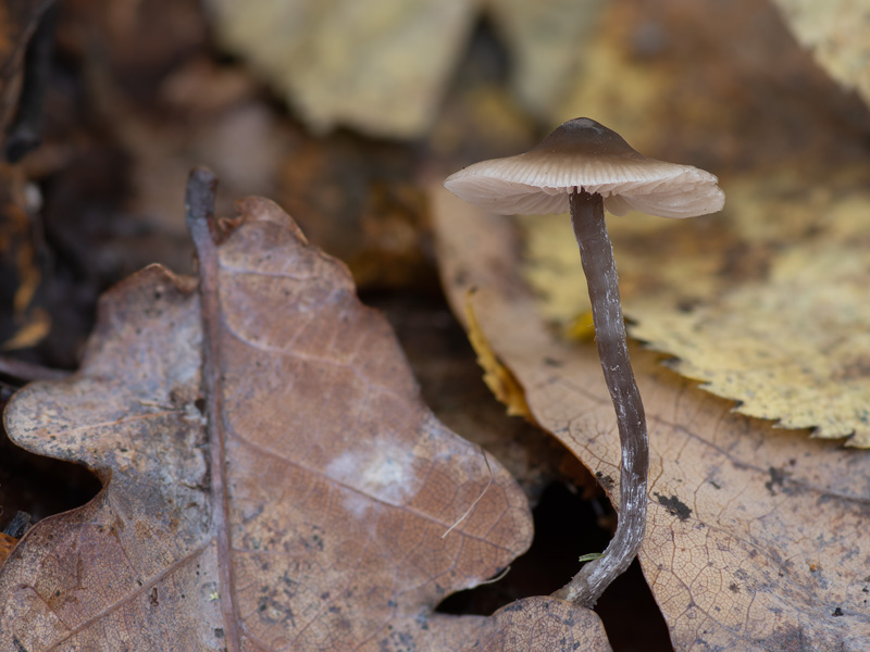 Tephrocybe boudieri